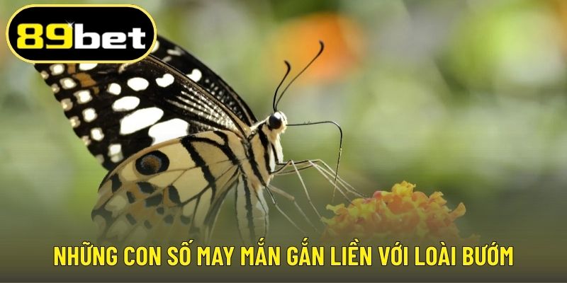 Những con số may mắn gắn liền với loài bướm