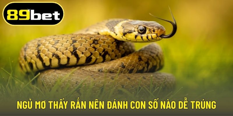 Ngủ mơ thấy rắn nên đánh con số nào dễ trúng