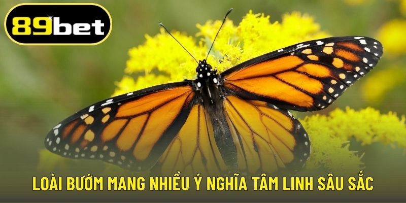 Loài bướm mang nhiều ý nghĩa tâm linh sâu sắc